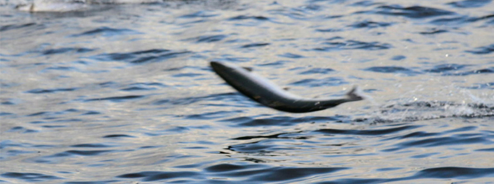 Oppdretter Oppna╠èr Bedre Dyrehelse 960x1080px Copy